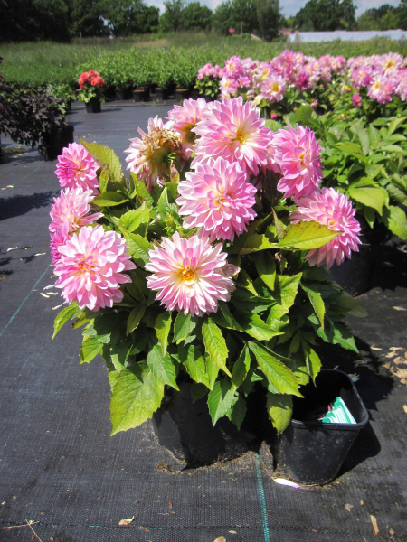 Dahlie Lubega ® Power Rose Bicolor 4
